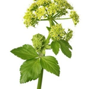 Smyrnium olusatrum