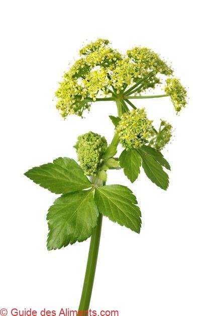 Smyrnium olusatrum