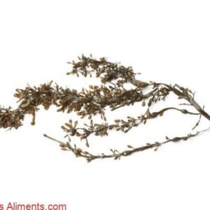 Ascophyllum nodosum