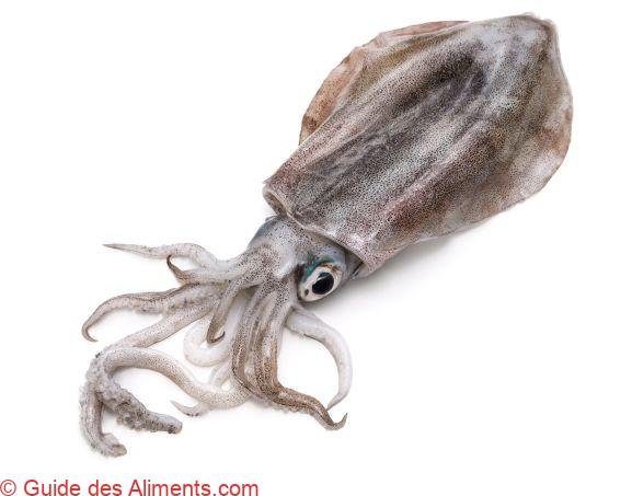 Bigfin Reef Squid
