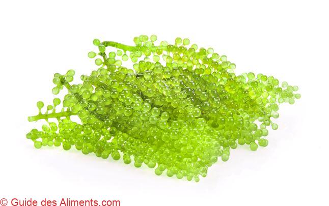 Caulerpa lentillifera