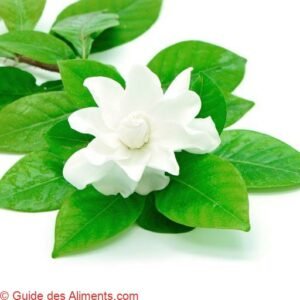 Gardénia (fleur)