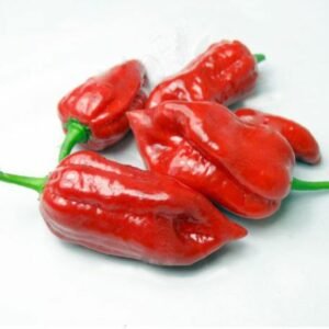 Habanaga