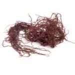 Ogonori - Red algae - Gracilaria