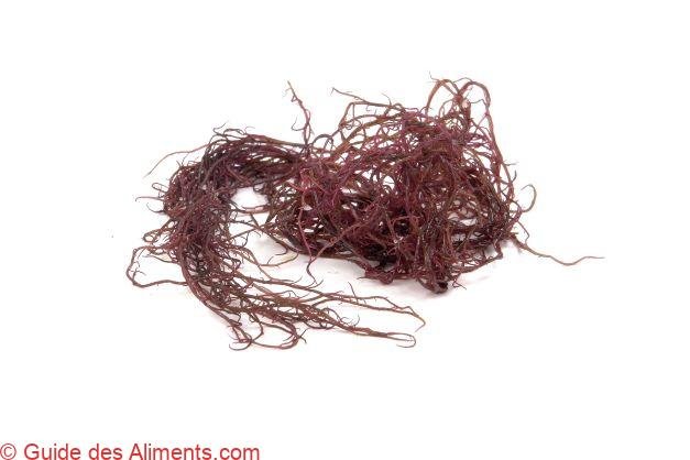 Ogonori - Red algae - Gracilaria