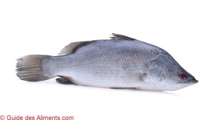 barramundi