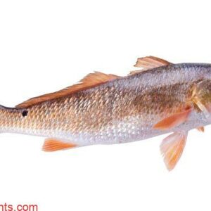 Ombrine ocell&eacute;e