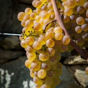 Petite Arvine