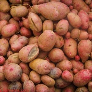 Pomme de terre Adirondack red