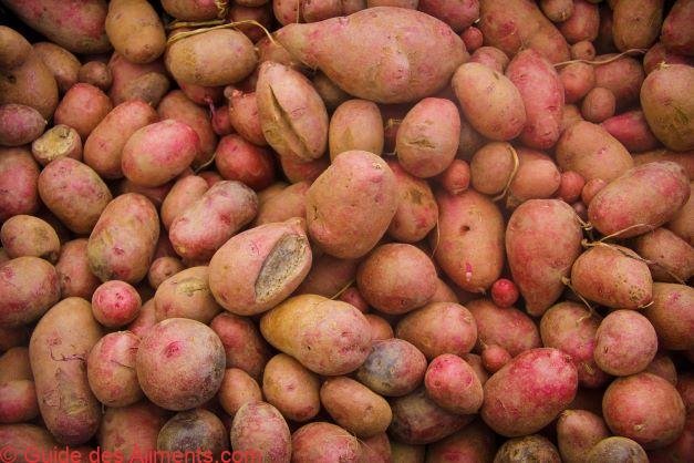 Pomme de terre Adirondack red