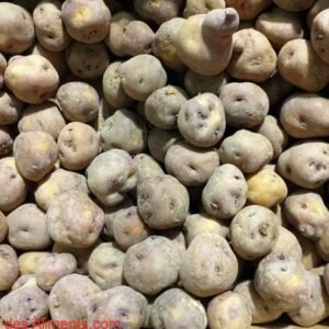 Pomme de terre Kennebec