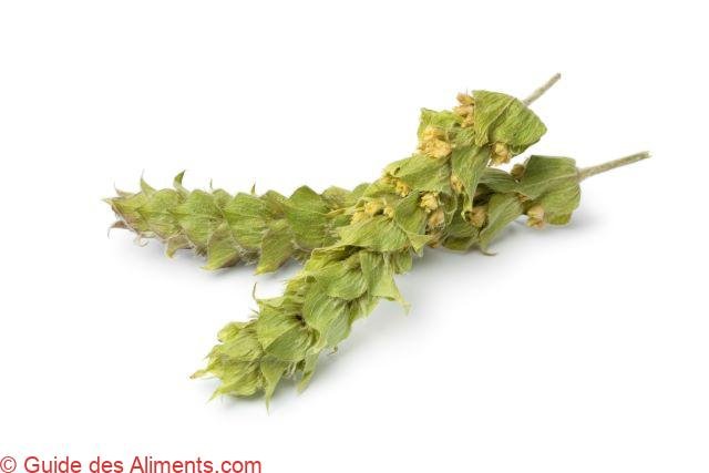 Sideritis hyssopifolia
