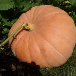 courge Big Max