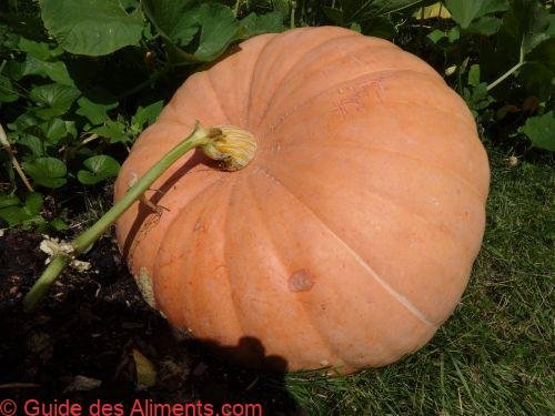 courge Big Max