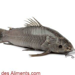 Hoplosternum littorale