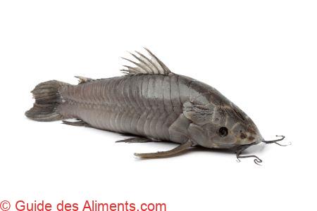 Hoplosternum littorale