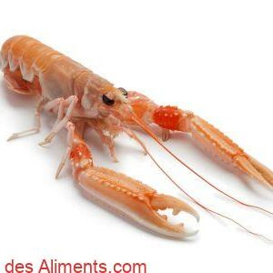 Langoustine commune