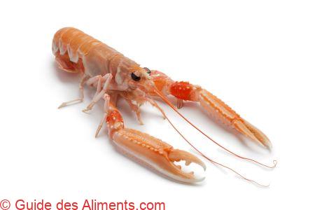 Langoustine commune