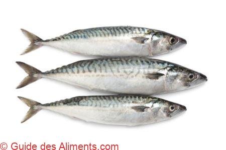 Maquereau commun