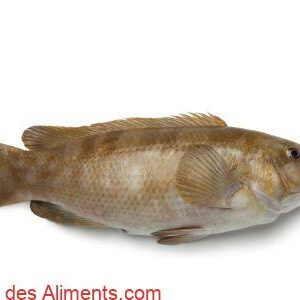 Merle ou Labre merle