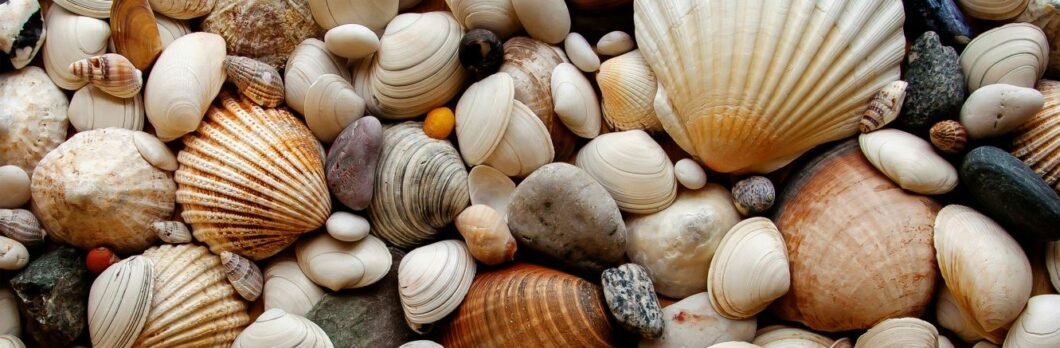 Mollusques