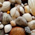 Mollusques