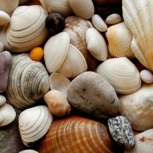 Mollusques