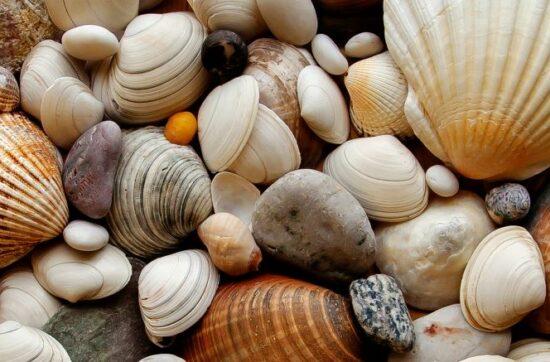 Mollusques