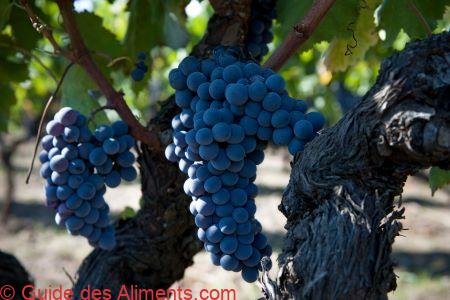 Nerello Mascalese