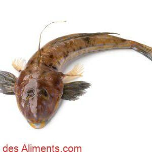 Platycephalus fuscus