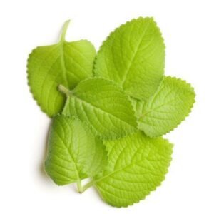 Plectranthus