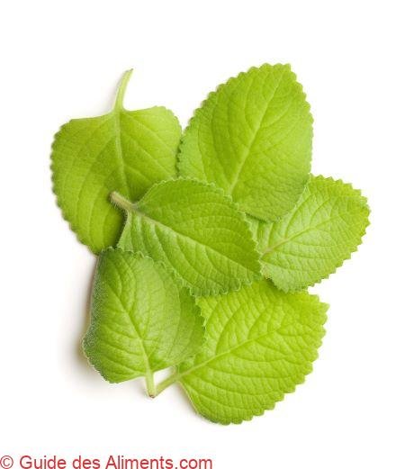 Plectranthus