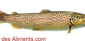 Salmo trutta