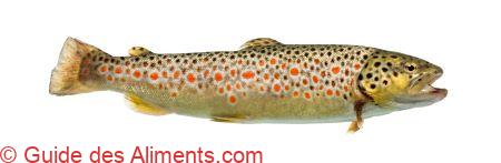Salmo trutta