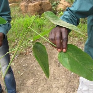 Sarcophrynium_arnoldianum_-_leaves_detail