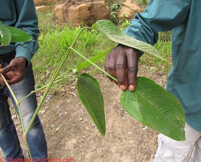 Sarcophrynium_arnoldianum_-_leaves_detail