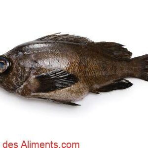 Sebastes auriculatus