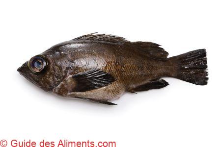 Sebastes auriculatus