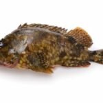 Sebastiscus marmoratus