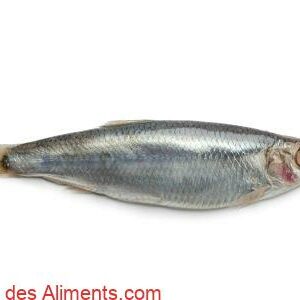 Sprat europ&eacute;en