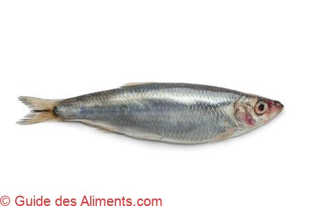 Sprat européen
