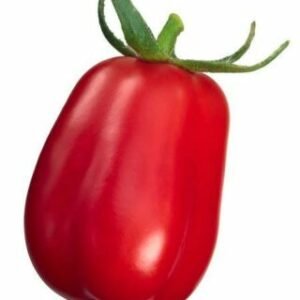 Tomate prune Scatolone