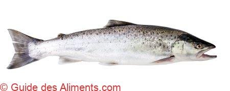 Truite de mer
