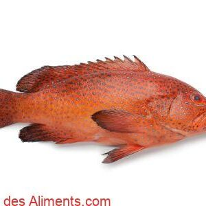 Vieille de corail ou M&eacute;rou rouge