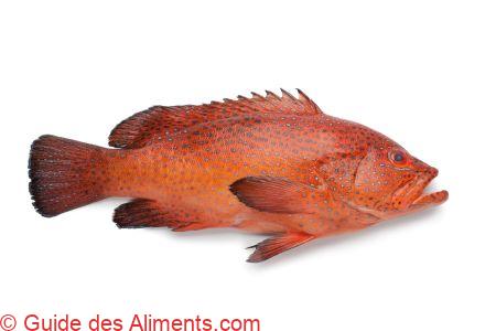 Vieille de corail ou Mérou rouge