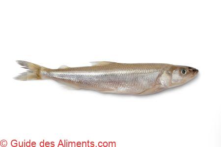 éperlan d'Europe