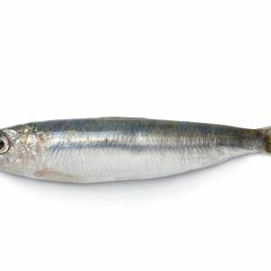 sardine