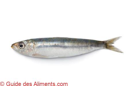 sardine