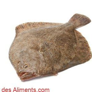 turbot