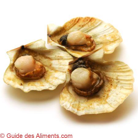 Aequipecten opercularis